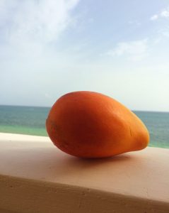 East Indian Mango on Jamaican Beach - Photo by X. Murphy
