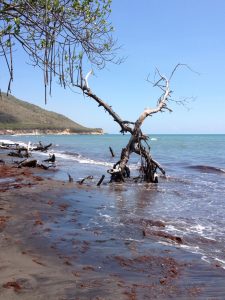 beaches-jamaica-south-coast_ocean RappaRastaTours