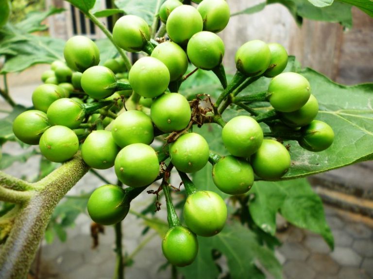 10 Reasons Why You Should Eat Susumba Gully Beans