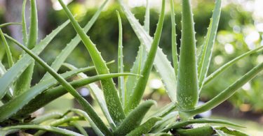10 Ways You Should Use Aloe Vera Leaves