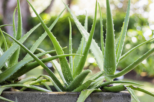 10 ways you can use Aloe Vera