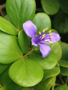 Lignum Vitae Jamaica National Flower