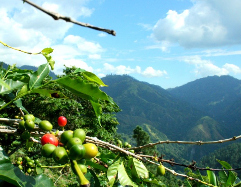 Blue Mountains Jamaica