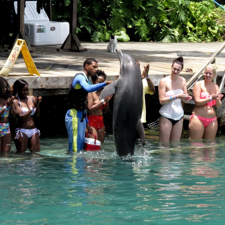 Dolphin Cove Jamaica