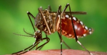 Jamaica Zika Mosquito