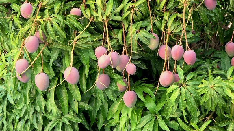 Money Tree Fruit / Root Awakening Money Plant May Be Lacking Water Home Design News Top Stories The Straits Times : But after that the tree seems useless to me.