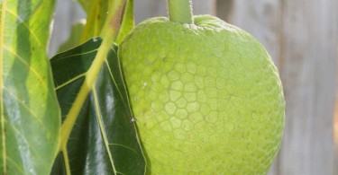Amazing Way To Use Breadfruit