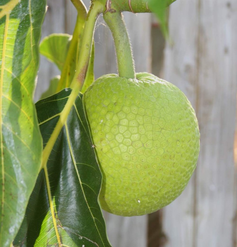 Amazing Way To Use Breadfruit