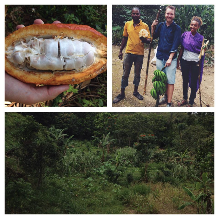 Mount Pleasant Farm Jamaica