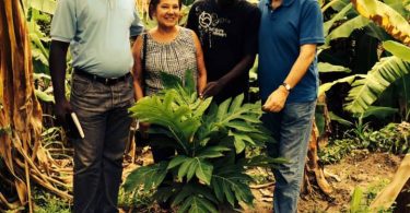 Jamaicans Teach Haitians How To Grow Breadfruit