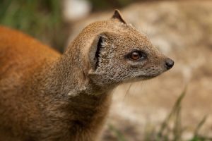 Facts on Jamaica: How Much Do You Know about the Jamaican Mongoose ...