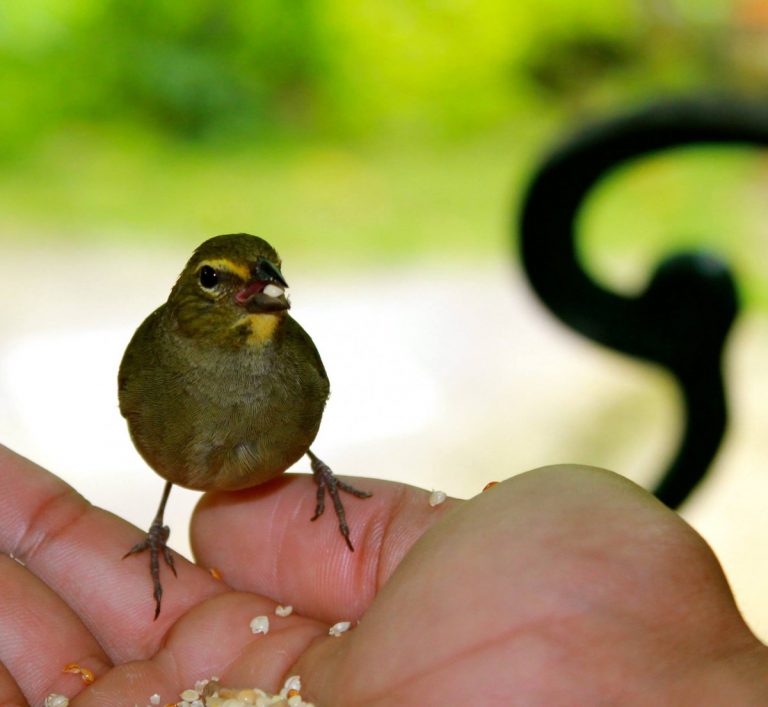 Bird Sanctuary - Rocklands