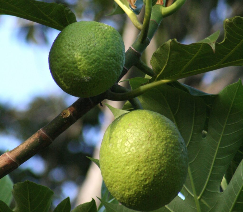 Jamaican Breadfruit Facts