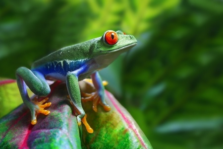 Jamaican Frog