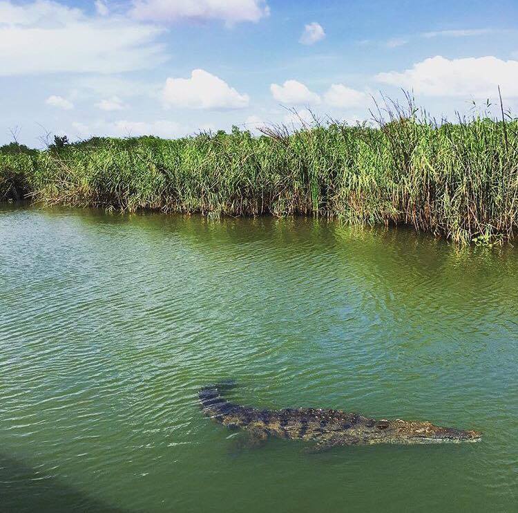 Black River. Negril - Croc