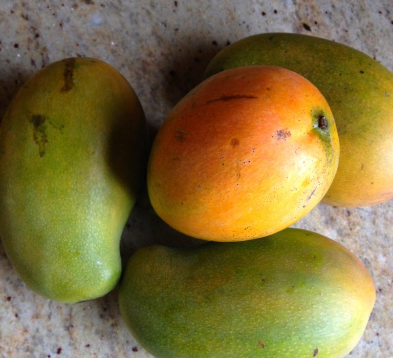 East Indian Mango