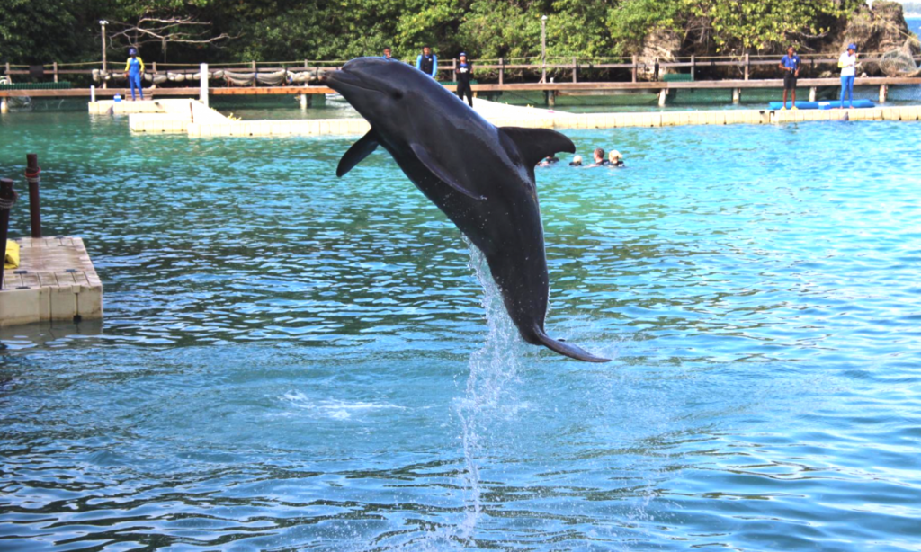 Dolphin Trek