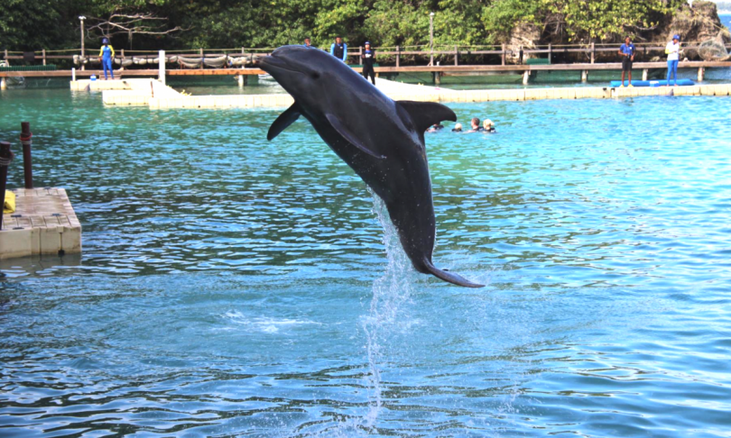 Dolphin Trek