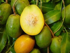 Les fruits que les Jamaïcains aiment - la prune de juin