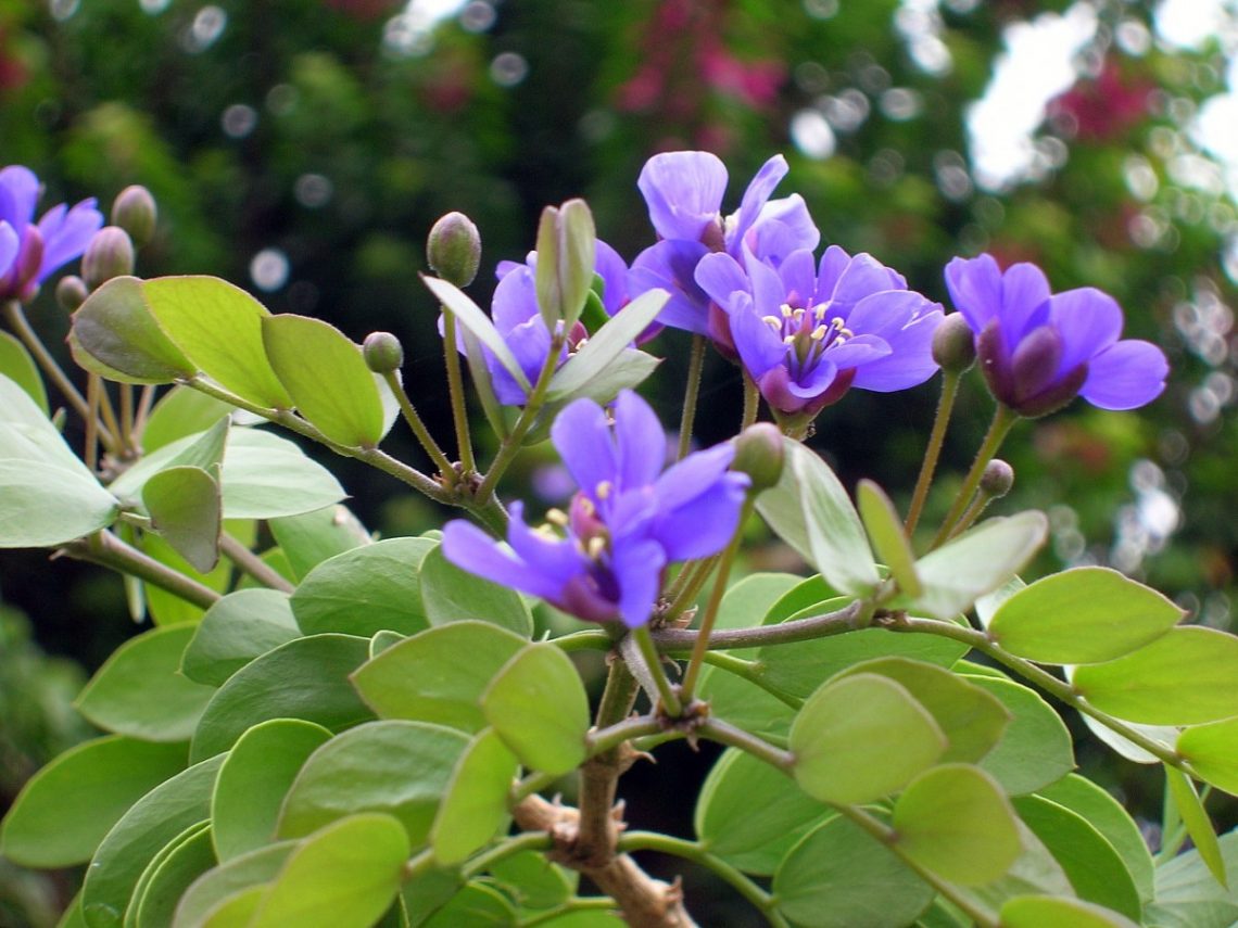 How Much Do You Know About Lignum Vitae Jamaica S National Flower   Lignum Vitae Jamaica 1140x855 