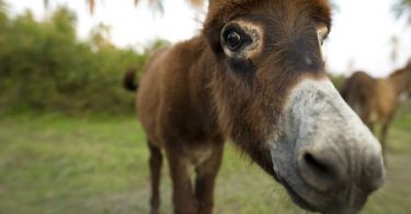 jamaican joke donkey raffle