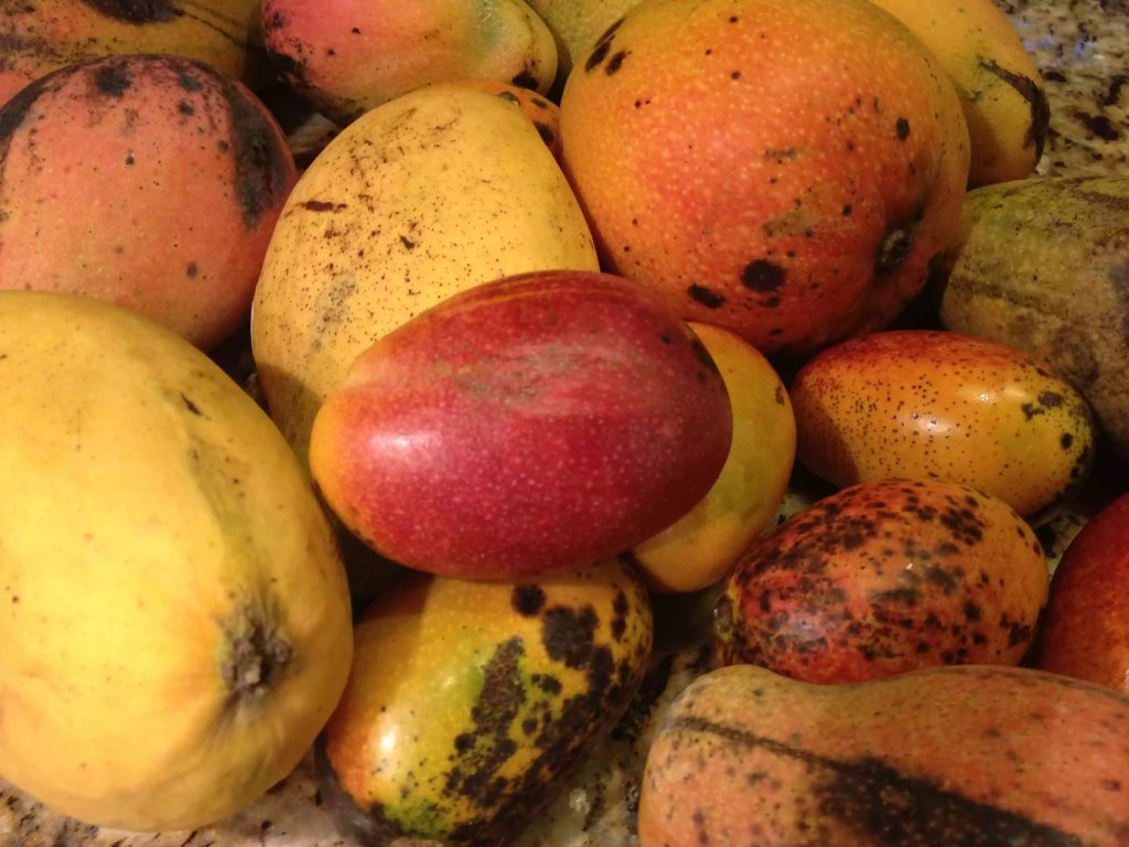 Five Most Popular Jamaican Mangoes