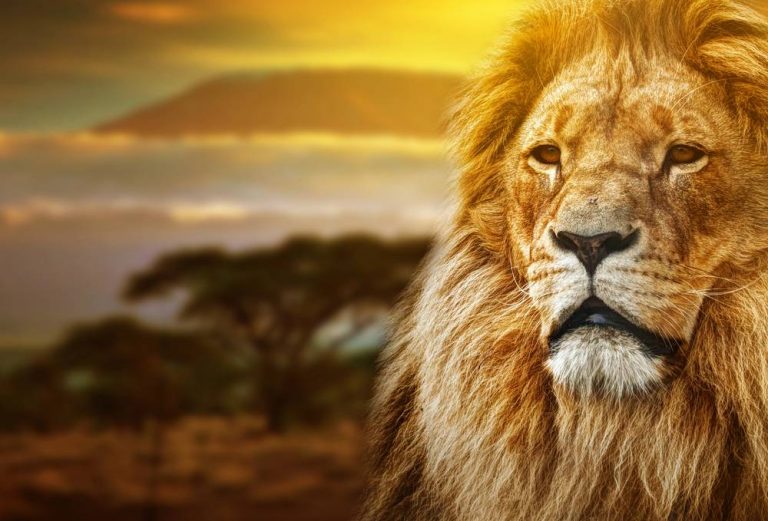 Lion King