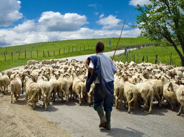 Trusting the Shepherd