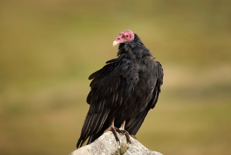 John Crow