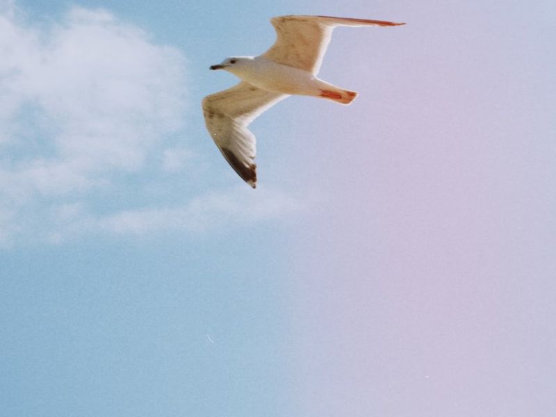 WEEKLY DEVOTIONAL: He Delivers Us From Fear
