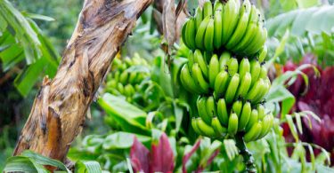 6 Benefits of Boiled Green Bananas