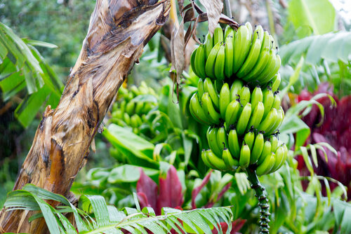 6 Benefits of Boiled Green Bananas