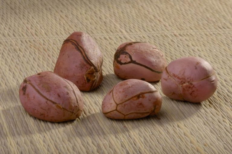 7 Health Benefits of Bissy - Kola Nuts