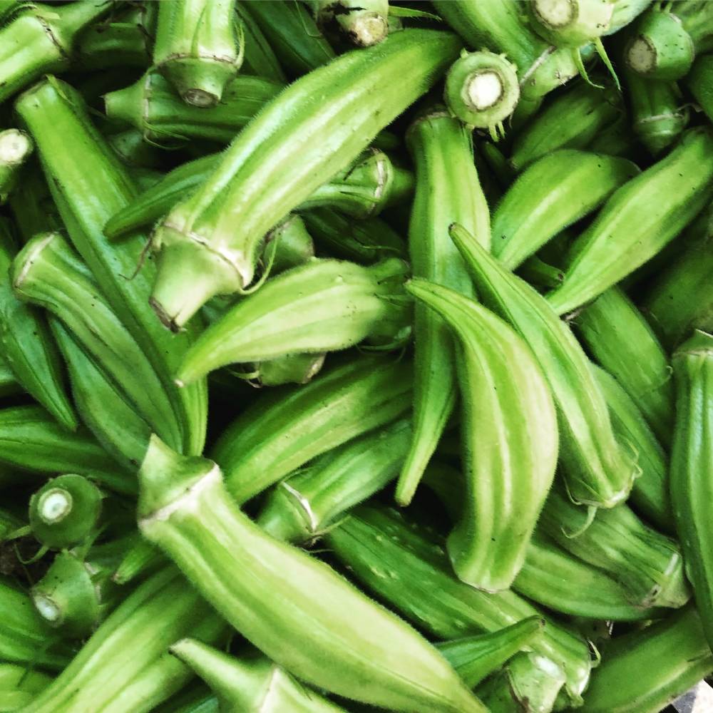 Backyard Farming Movement - Okra