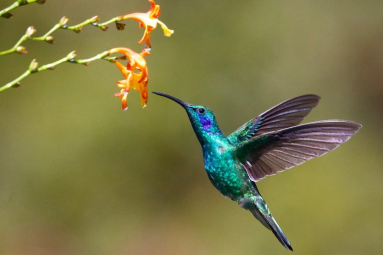 Birdwatching in Jamaica james-wainscoat-unsplash