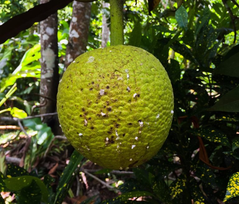 Breadfruit