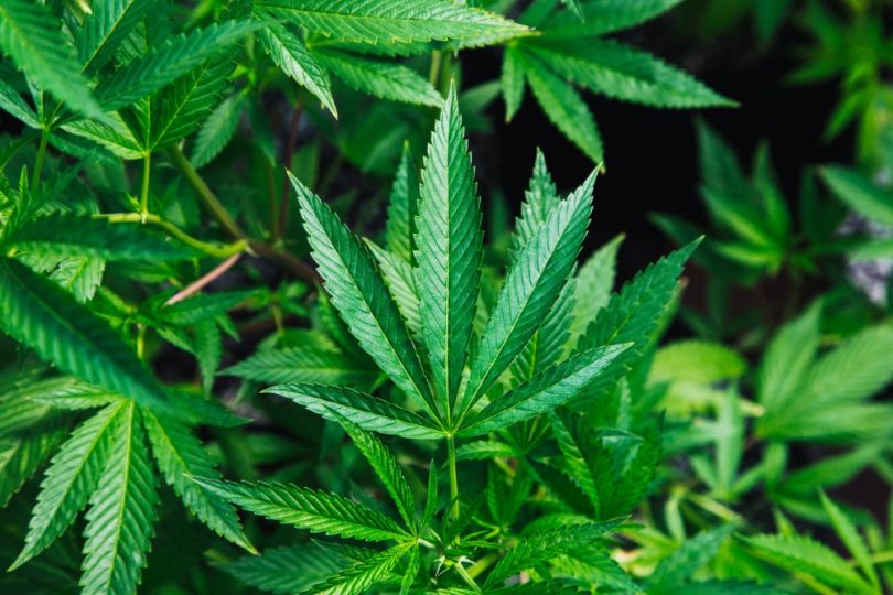 Cannabis oil being produce in Negril