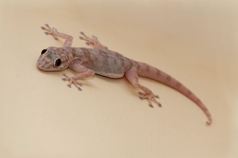 Croaking Lizards and Jamaicans