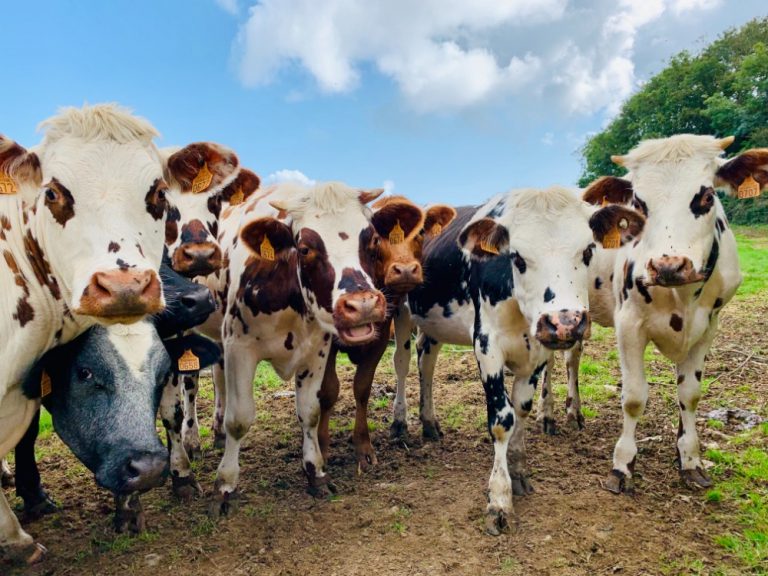 Skip to main contentSkip to toolbar About WordPress Jamaicans.com 1Translation Updates New View Post SEOOK SEO score Theme Options Disqus UpdraftPlus Howdy, Xavier Murphy Log Out Screen OptionsHelp Edit Post Add New Add title Dairy Cows in Kenya Love Reggae Music - They Produce More Milk Permalink: https://jamaicans.com/dairy-cows-in-ke…roduce-more-milk/ ‎Edit Add MediaVisualText Paragraph P Word count: 350 Draft saved at 4:08:42 pm. Last edited by Staff Editor on February 24, 2020 at 10:22 pm Toggle panel: Sidebar Inherit Inherit No sidebar (full width) No sidebar (full width) Left sidebar Left sidebar Right sidebar Right sidebar Sidebar layout Choose standard sidebar to display Choose sticky sidebar to display Toggle panel: Publish Preview(opens in a new tab) Status: Draft EditEdit status Visibility: Public EditEdit visibility Publish immediately EditEdit date and time Readability: Needs improvement SEO: OK Move to Trash Toggle panel: Tags Add New Tag Reggae Separate tags with commas Choose from the most used tags Toggle panel: Featured Image Set featured image Toggle panel: Categories All Categories Most Used Features Announcements General Jamaican Music Jamaica Magazine Advice & Help Culture Interviews Commentary Caribbean News + Add New Category Toggle panel: Display Options Override display options for this particular post instead of using global options set in Theme Options -> Single Post Category link : Featured image : Author image : Headline (excerpt) : Tags : Prev/next posts : Related posts : Author box : Toggle panel: Format Post Formats Standard Audio Gallery Image Video Toggle panel: Layout Inherit Inherit Standard Standard Cover Cover Choose a layout for this post Toggle panel: Review Toggle panel: Author Toggle panel: AddThis Tools Toggle panel: Slug Slug dairy-cows-in-kenya-love-reggae-music-they-produce-more-milk Toggle panel: Yoast SEO SEO Readability Social Focus keyphraseHelp on choosing the perfect focus keyphrase(Opens in a new browser tab) Reggae Google preview Preview as: Mobile resultDesktop result Url preview:https://jamaicans.com › dairy-cows-in-kenya-love-reggae-music-they-produce-more-milkSEO title preview: Dairy Cows in Kenya Love Reggae Music - They Produce More Milk - Jamaicans.com Meta description preview: Please provide a meta description by editing the snippet below. If you don’t, Google will try to find a relevant part of your post to show in the search results. Edit snippet SEO analysis OK Reggae Add related keyphrase Cornerstone content Advanced Thank you for creating with WordPress.Version 5.3.2 96 results found. Use up and down arrow keys to navigate. Close dialog Featured Image Upload FilesMedia Library Filter MediaFilter by typeFilter by dateSearch Media list ATTACHMENT DETAILS Dairy-Cows-in-Kenya-Love-Reggae-Music-They-Produce-More-Milk.jpg February 26, 2020 234 KB 1000 by 750 pixels Edit Image Delete Permanently Alt Text https://thecapitaltimes.co.ug/2020/02/24/kenyan-dairy-farmers-use-reggae-music-to-arouse-milking-cows/ Describe the purpose of the image(opens in a new tab). Leave empty if the image is purely decorative.Title Dairy Cows in Kenya Love Reggae Music - They Produce More Milk Caption Description Copy Link https://jamaicans.com/wp-content/uploads/Dairy-Cows-in-Kenya-Love-Reggae-Music-They-Produce-More-Milk.jpg Selected media actionsSet featured image