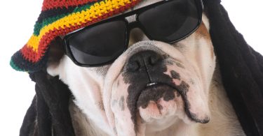 Did You Know Reggae Music Calms Dogs