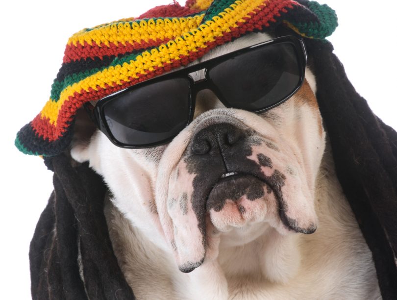 Did You Know Reggae Music Calms Dogs
