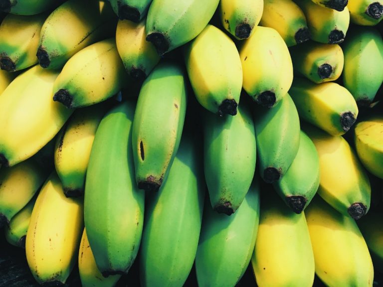 Did you know Jamaica was the first country in the Western Hemisphere to produce bananas commercially