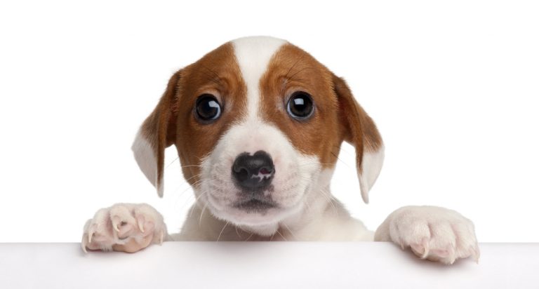 Dog Get A Raw Deal
