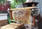Donors Buzzing to Build Bee Farms in Jamaica