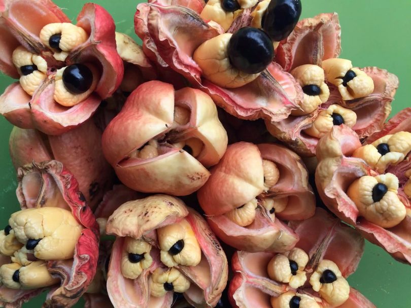 Exploring Jamaican Food Ackee Jamaican National Dish