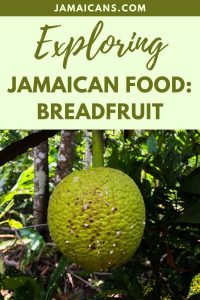 Exploring Jamaican Food: Breadfruit