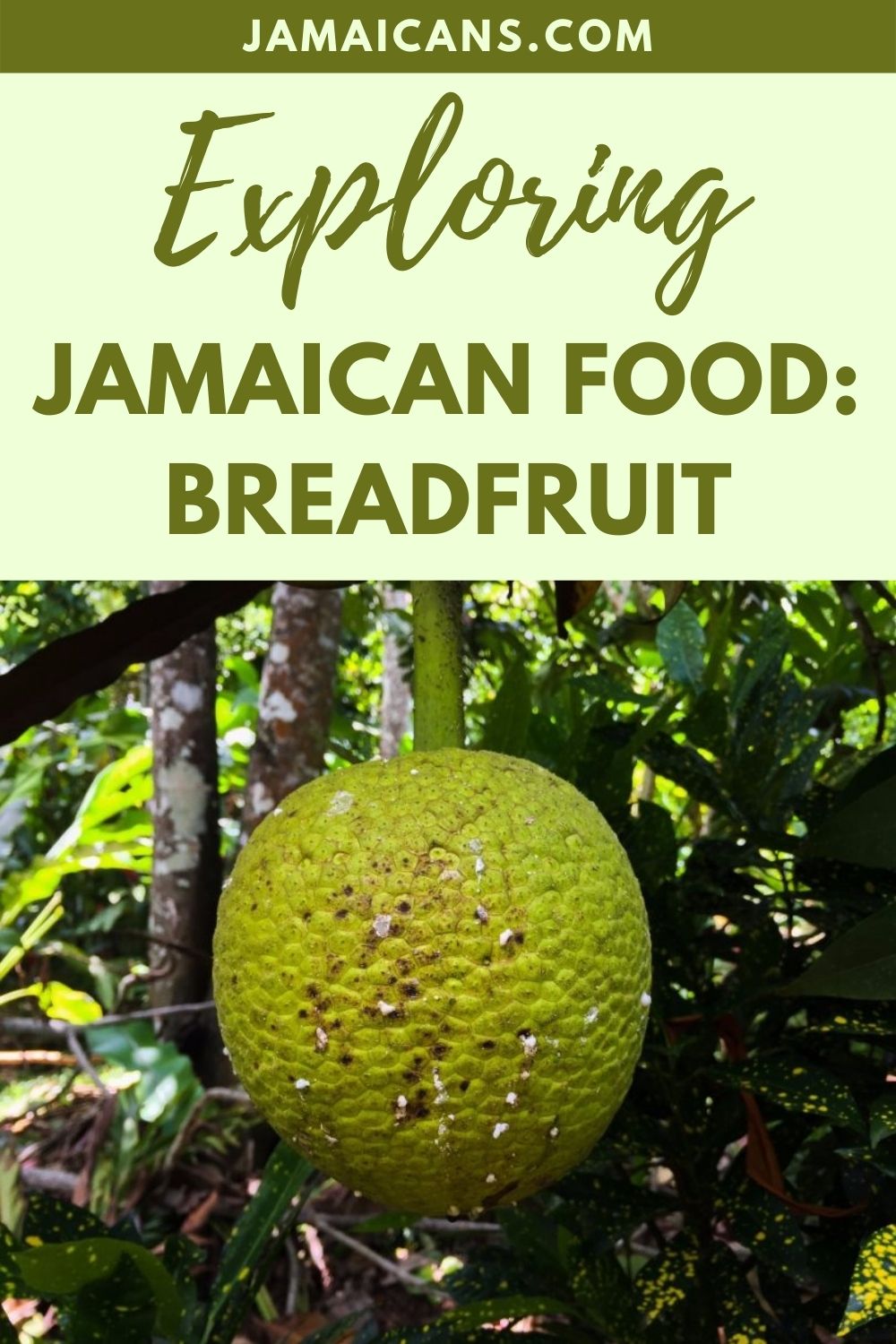 Exploring Jamaican Food: Breadfruit - Jamaicans and Jamaica - Jamaicans.com