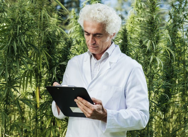 Harvard Scientists Say Chemical in Cannabis Marijuana May Have Major Impact on Pancreatic Cancer