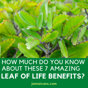 How Much do you Know About These 7 Amazing Leaf of Life Benefits PN