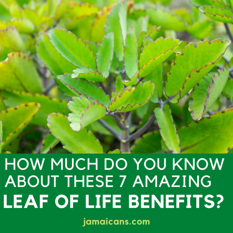 how-much-do-you-know-about-these-7-amazing-leaf-of-life-benefits